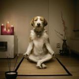 A dog, meditating