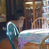 A dog walks into a coffee shop