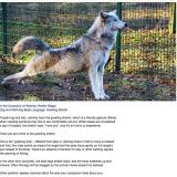 Does a dog stretching mean “I love you”?