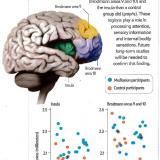 Can you grow more brain?