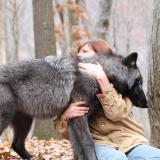 A wolf hug