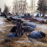 Iditarod sled dog can't sleep