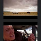 Longmire, Vic, and the buffalo