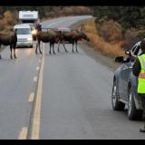 A moose traffic jam in Denali, Alaska