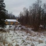 Three moose running across my neighbor’s yard, Wasilla, Alaska