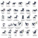 Siberian Husky body language