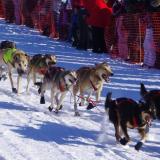 Sled dogs, from the 2011 Iditarod, Willow, Alaska
