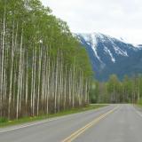 Aspen or Cottonwood trees, somewhere in Canada