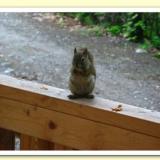 The infamous Squirrel, from the cabin in Talkeetna, Alaska