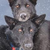 Two black dogs (Iditarod Trail Committee)