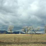 Louisville, Colorado: White trees on a cloudy day