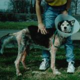 Our dog, Zeus, who had mange when we first “rescued” him