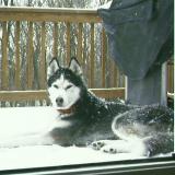 Zeus, a Siberian Husky