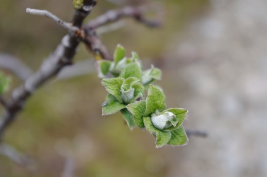 A Pentax K-x camera photo of a flower bud in Alaska.