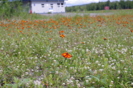 Pentax K-x sample photos - flowers close up